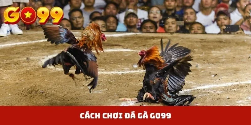 Đá Gà GO99
